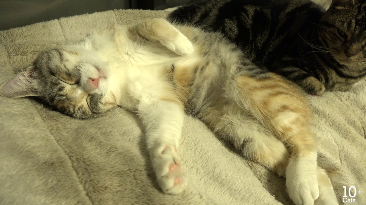 Ce chat parle et miaule dans son sommeil comme un somnambule !