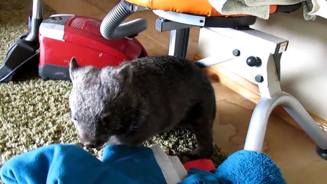 Ce Wombat sait se faire plaisir sur un tapis... Coquin !