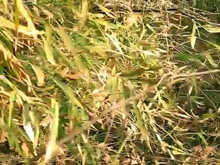 Tiger Safari in Bandhavgarh  MP  India