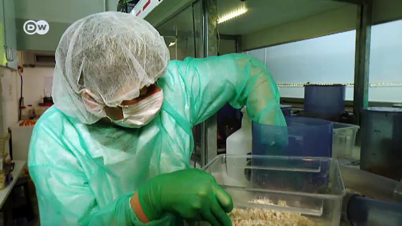 The weird and wonderful naked mole-rat | Tomorrow Today