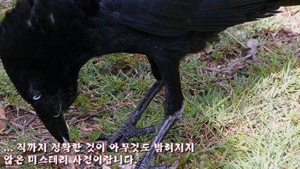 세계에서 가장 기묘한 사건들 TOP5