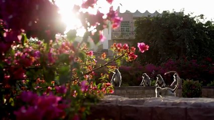 Самой дорогостоящий трейлер про природу hd