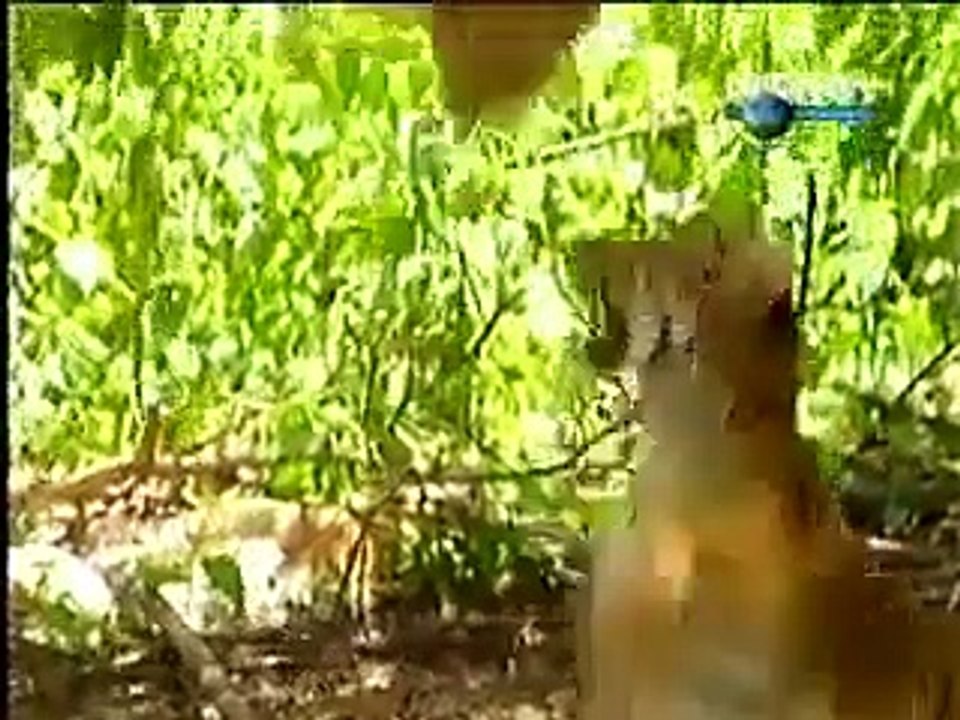 Обезьянка прикалывается с тигренка ( прикол прикольный )