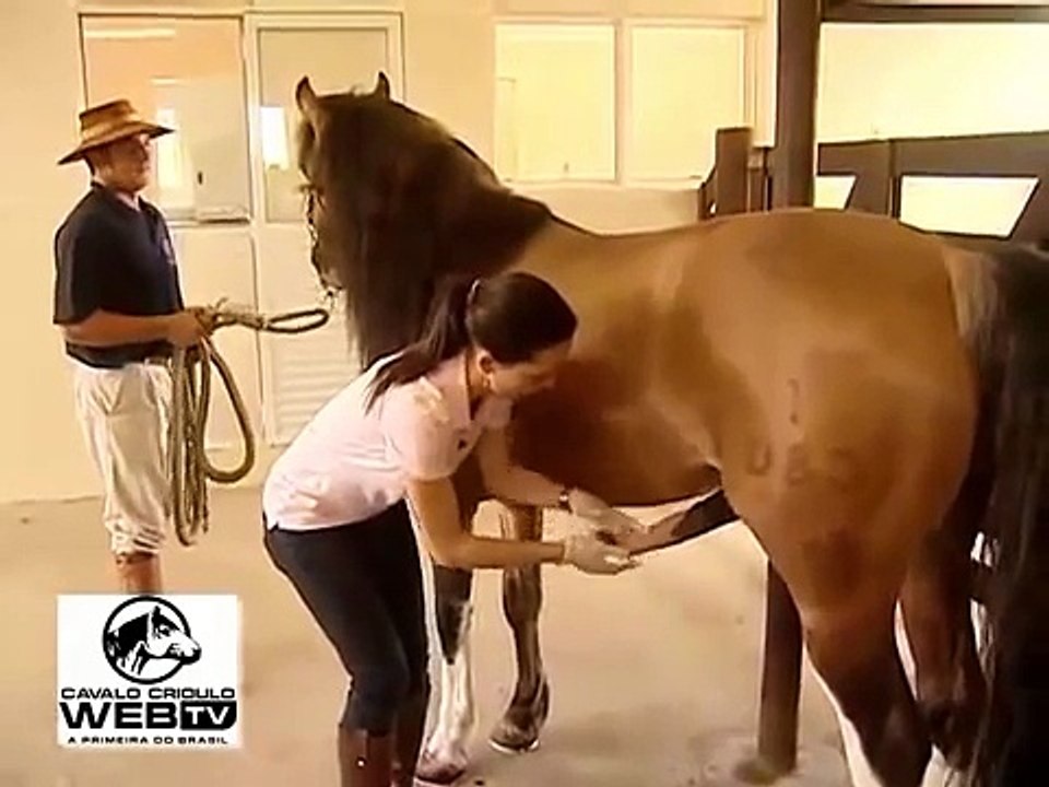 Horse semen collection