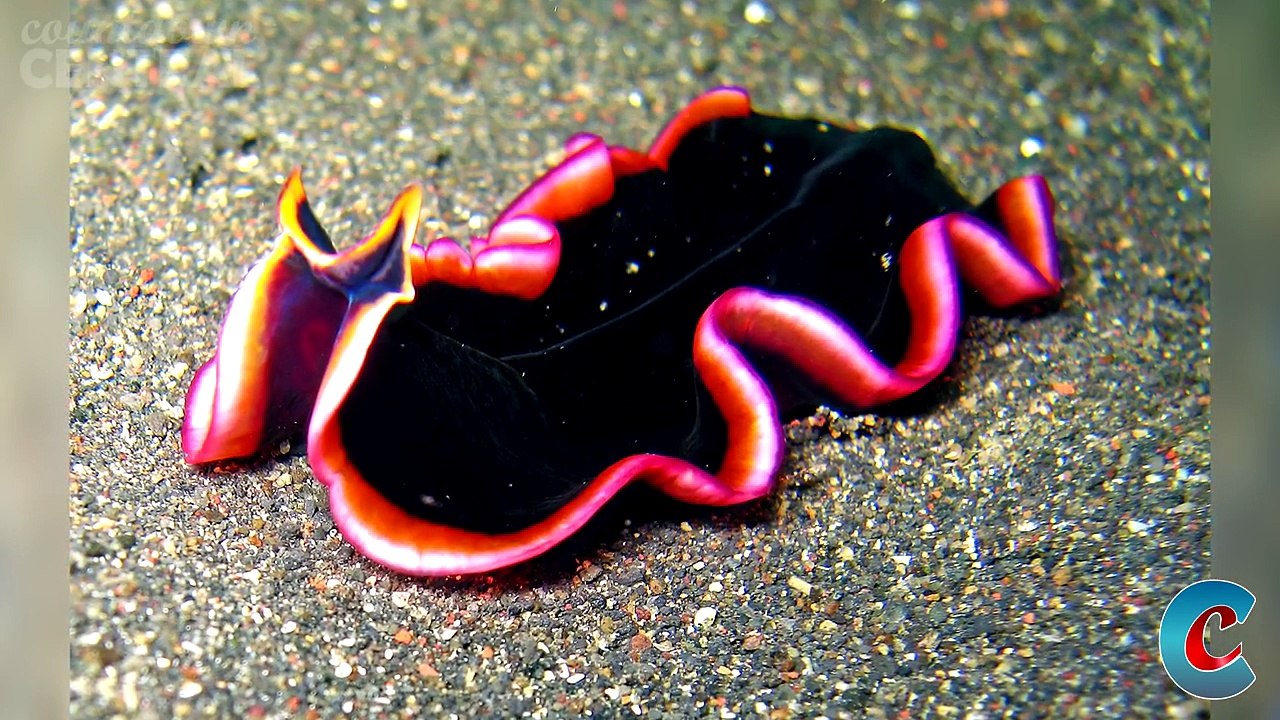 Bizarre Animal Mating Rituals