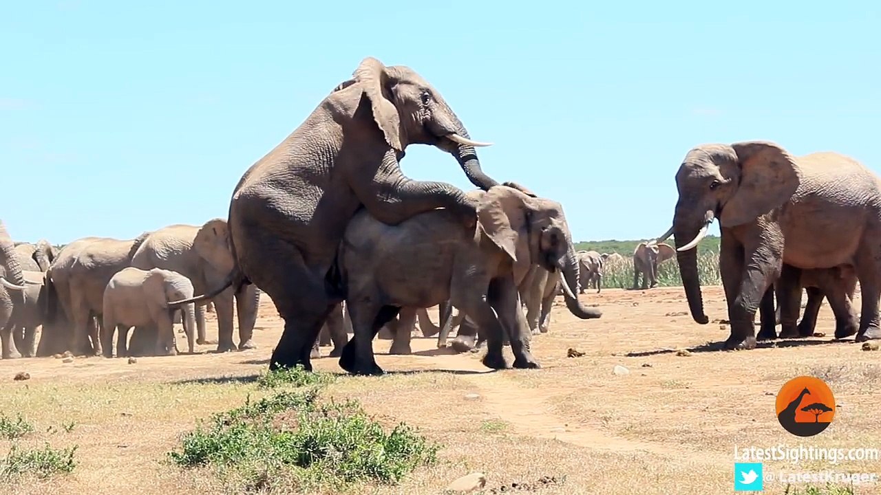 Mating Elephants - Latest Wildlife Sightings