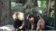 Monkey Mating At Zoo