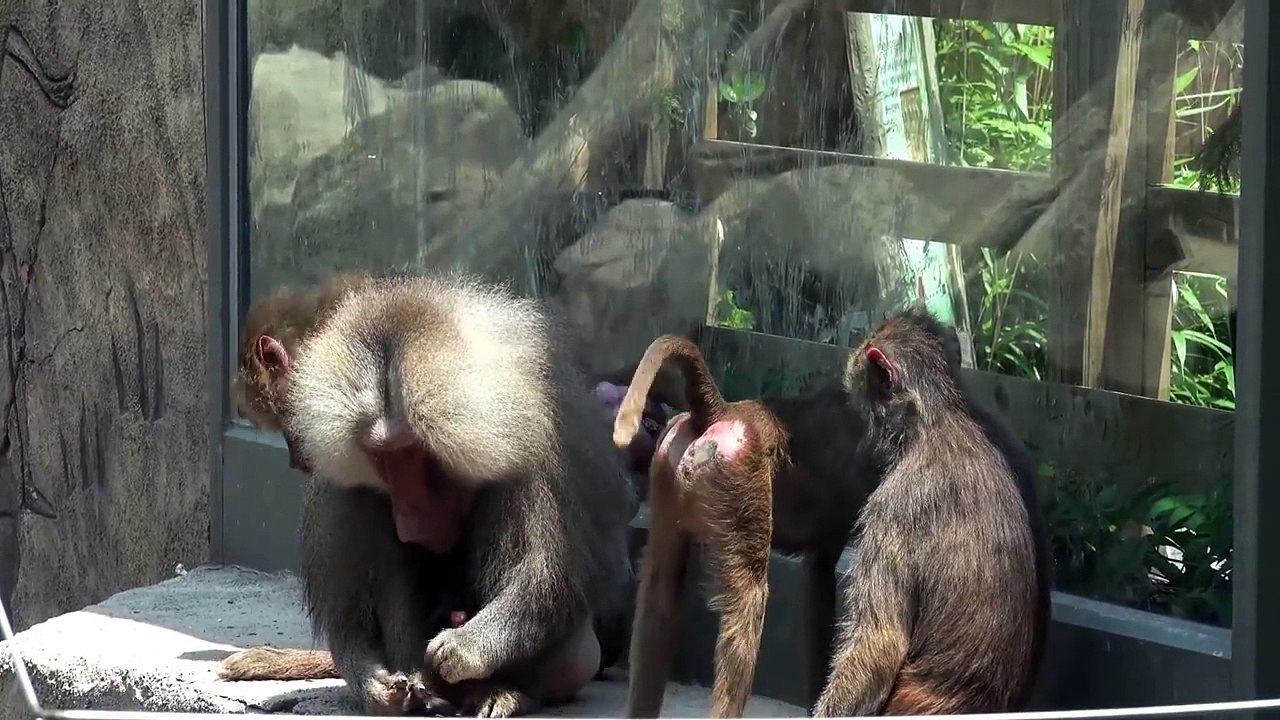 Monkey Mating At Zoo