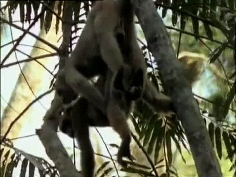 Private life of Animals 2013 Funny mating