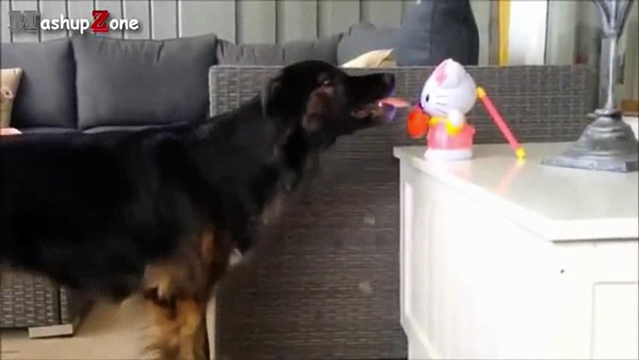 funny animals _9