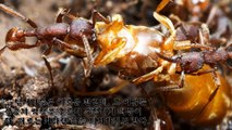 세계에서 가장 위험한 곤충 Top5