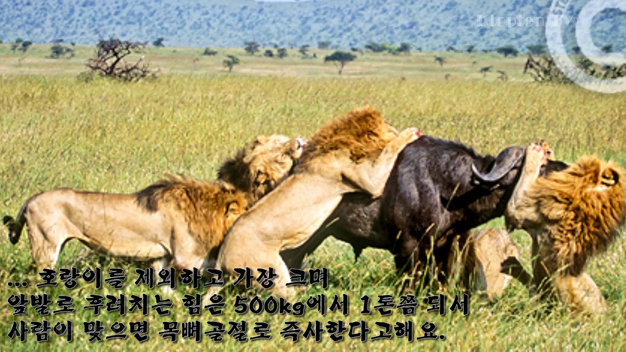 세계에서가장위험한동물 TOP 10