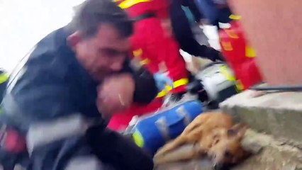 Un pompier roumain fait du bouche à bouche à un chien et lui sauve la vie