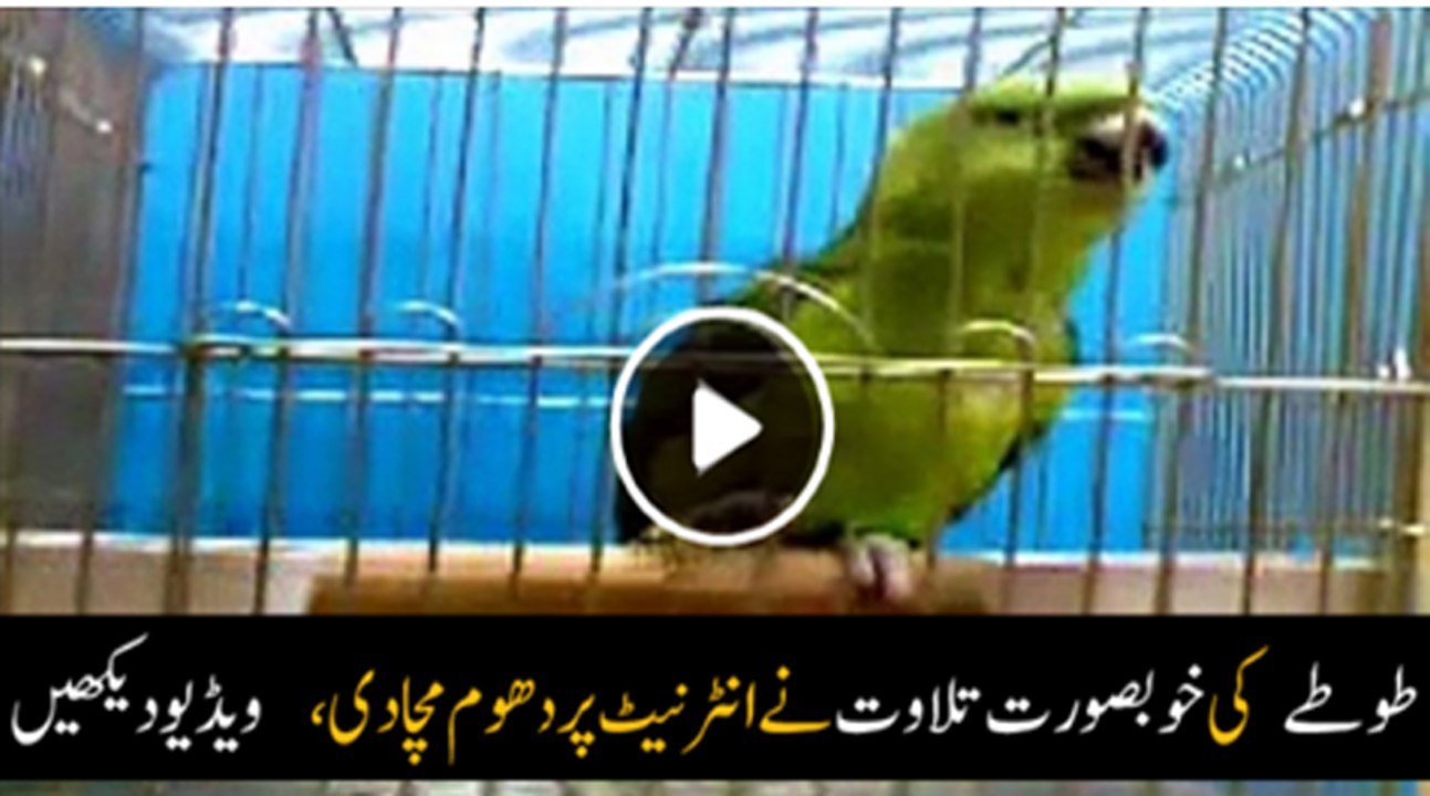 Parrot Speeking Arabic and Tilawat Quran Pak