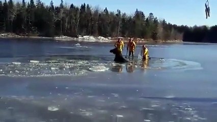 Canada : des pompiers sauvent un élan prisonnier de la glace