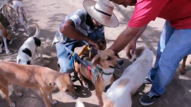 Dopo un Grave Trauma non Riusciva più a Camminare, quindi i Volontari del Rifugio Decidono di fare un Miracolo