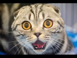 Cute Cats Compilation - Funny Cats Ring Bell For Treats