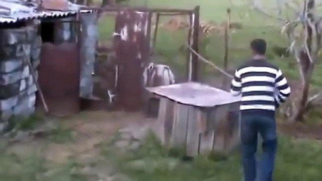 бой грузина бараном, очень смелый грузин