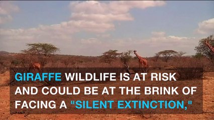 Giraffes risk facing 'silent extinction'