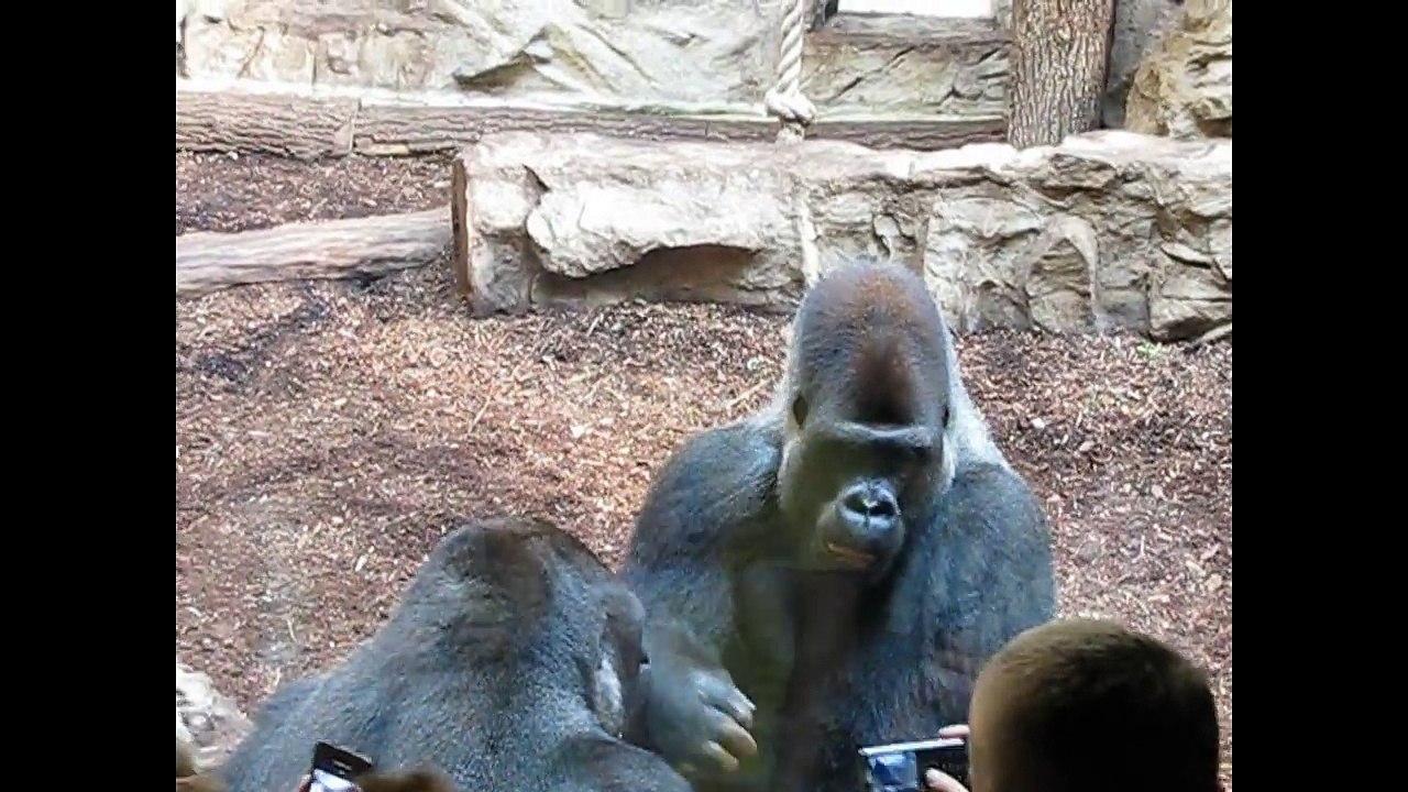 15 CRAZIEST Animal Fights Caught On Camera #3 - Lion,Buffalo,crocodile,Elephant, Bear,Lion