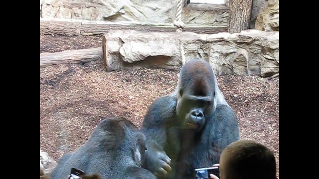 15 CRAZIEST Animal Fights Caught On Camera #3 - Lion,Buffalo,crocodile,Elephant, Bear,Lion