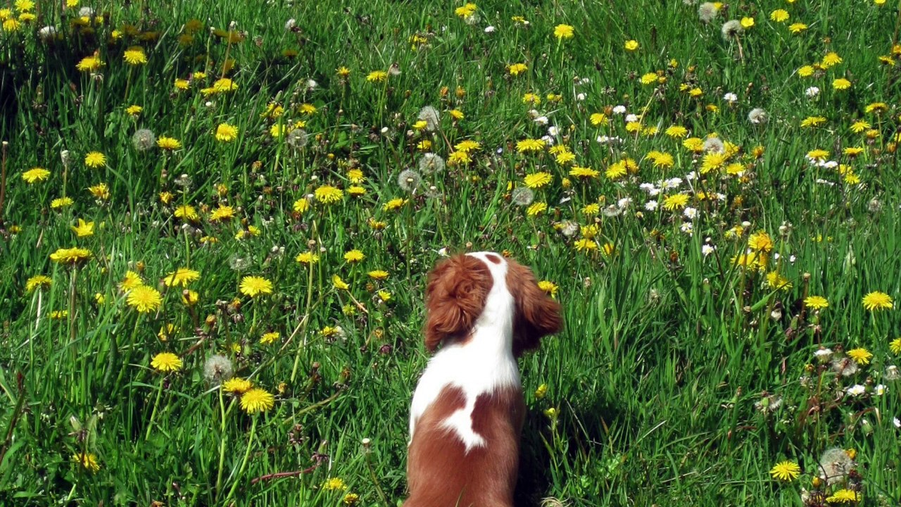 Le Cavalier King Charles Myrtille