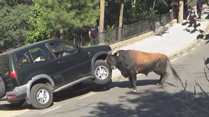 Ce taureau encorne démoli un 4x4