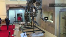 Million dollar dino sells at auction in France