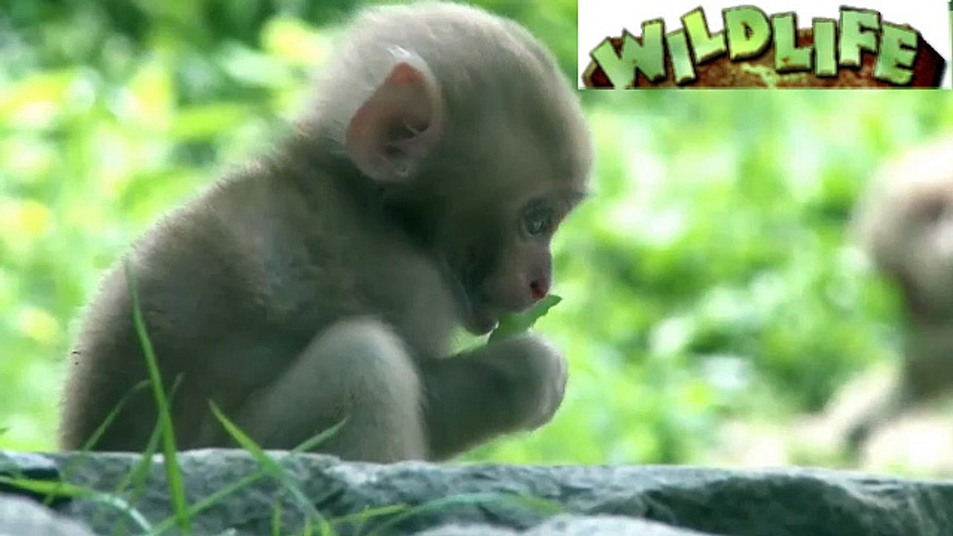 Funny Little Baby Monkeys Cute And Funny Baby Monkey Compilation Video Dailymotion