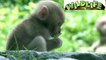 Funny little Baby monkeys | Cute and funny baby monkey compilation