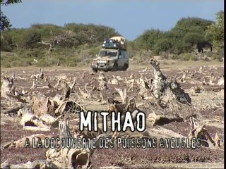 Latitude Malgache - Mitaho. Découvertes sous-marines - Madagascar