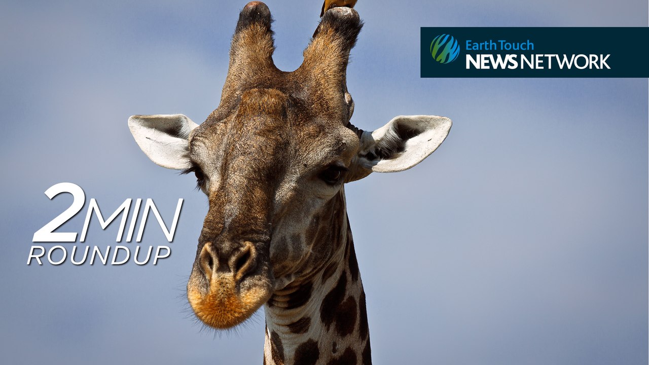 Giraffe’s in trouble, chimpanzee butt recognition & a baby rhino rescue