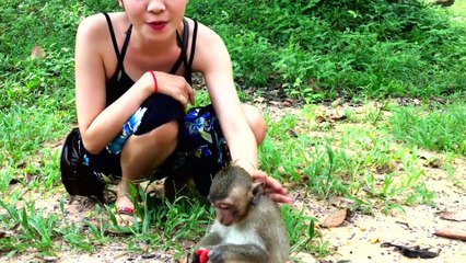 Funny Monkey Meeting | Monkey Meeting At Angkor Wat Temple | The Best Funny 2016