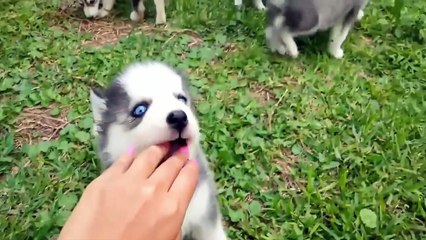 Best Funny Husky Puppies Video Compilation 2016 (Part 1)