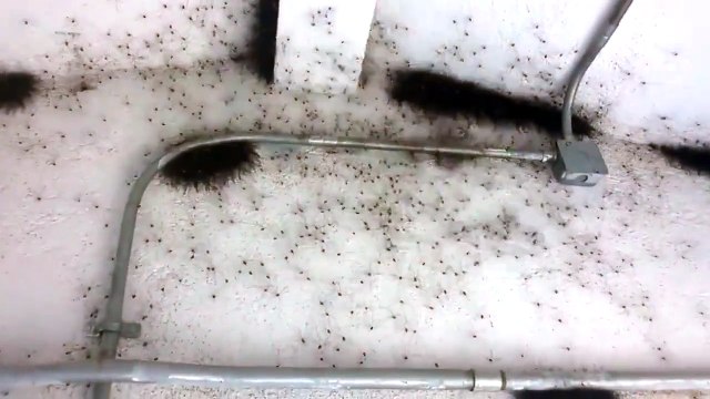 Vous avez peur des araignées Ceci va vous faire hurler !