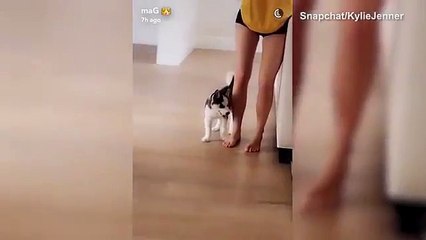Kylie Jenner continues puppy obsession with her new Blue-Eyed Husky