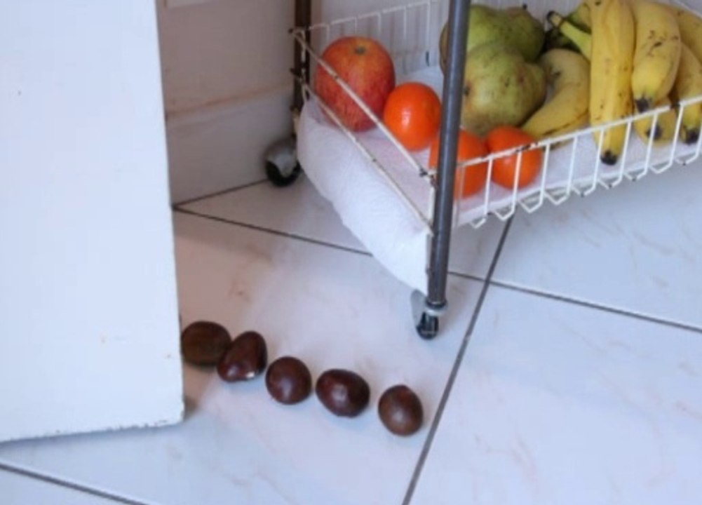 La dinde aux marrons, Joyeux Noël humour, carte virtuelle humoristique de Noël