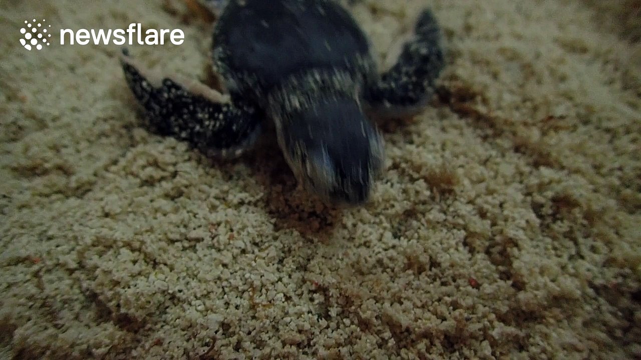 Determined baby turtle crawls towards the sea