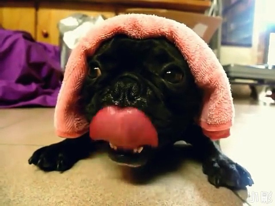 Ce chien fait un bruit semblable à un vieux moteur diesel