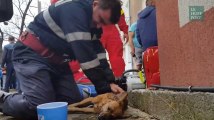 Ce pompier a sauvé un chien grâce à des techniques de premiers secours