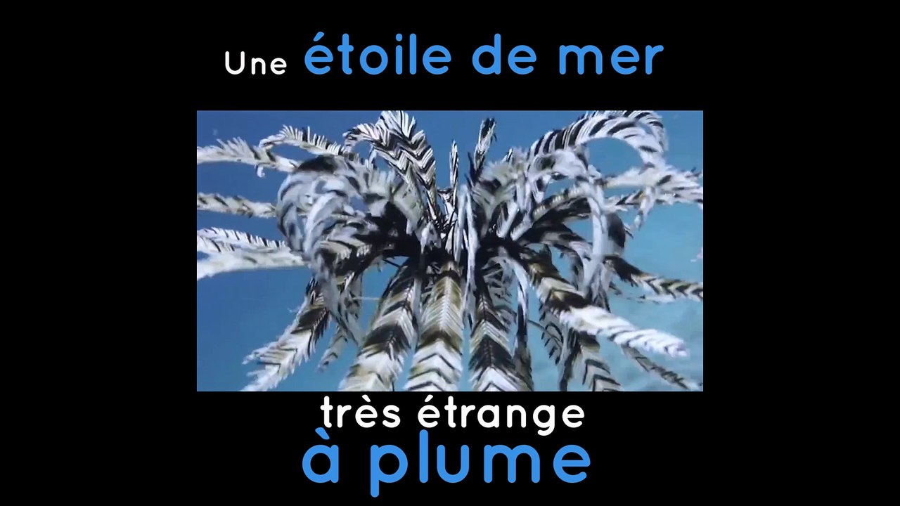 Une étoile de mer à plume !