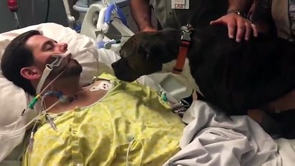 Un chien dit adieu à son maitre mourant