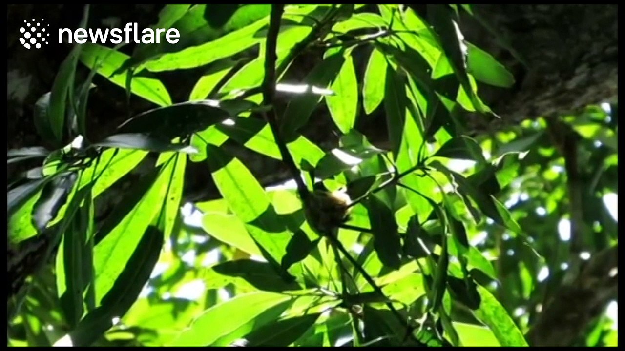 Hummingbird defends its nest against intrusive crab