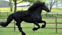 Il a été élu « le plus beau cheval du monde »