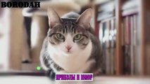 Коты приколы 2016 - смешные коты 2016 - Funny Cats 2016