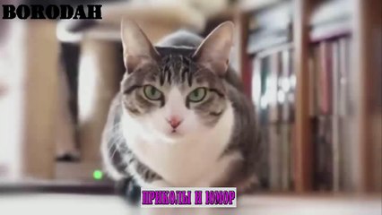 Коты приколы 2016 - смешные коты 2016 - Funny Cats 2016