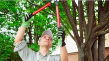 Crestwood Tree Service - (310) 693-5215