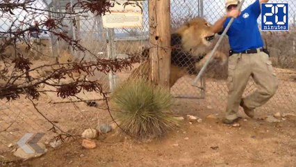 Un lion sort de sa cage et terrifie un gardien ! - Le rewind du lundi 12 décembre 2016.
