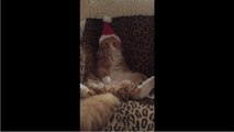 Maine Coon not too thrilled about Santa hat