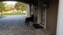 Great Dane carries her own groceries into the house